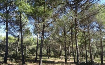 Parque Forestal La Atalaya